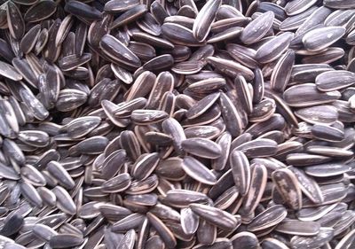 飛雪千鈞笑驚鴻‖ 閑話瓜子